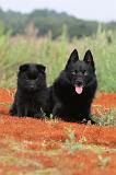 SCHIPPERKE 225